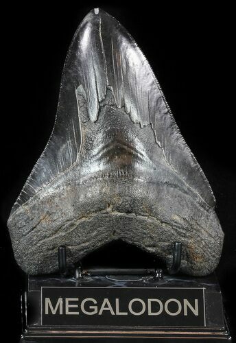 Serrated, Black, Fossil Megalodon Tooth - Georgia #56352